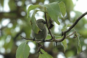 Finch, Woodpecker, 2004-11035433